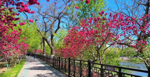 初春四月桃花堤