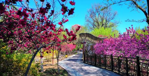 初春四月桃花堤