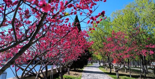 初春四月桃花堤