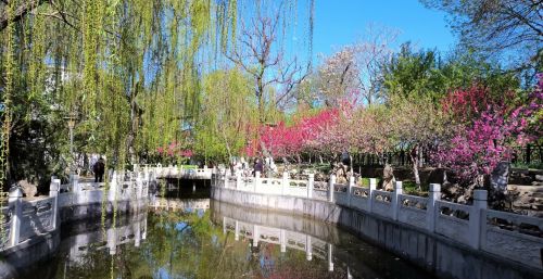 初春四月桃花堤