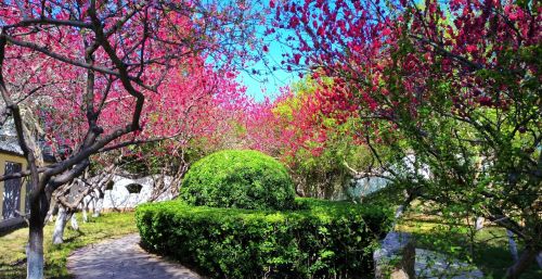 初春四月桃花堤