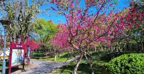 初春四月桃花堤