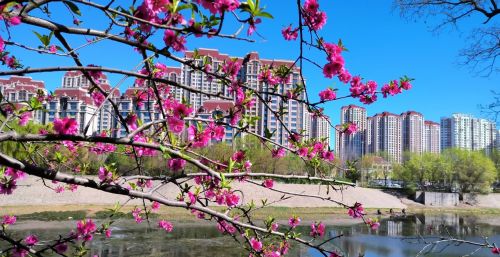 初春四月桃花堤