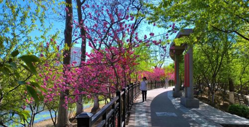 初春四月桃花堤