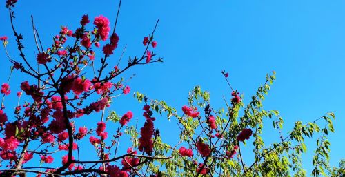 初春四月桃花堤