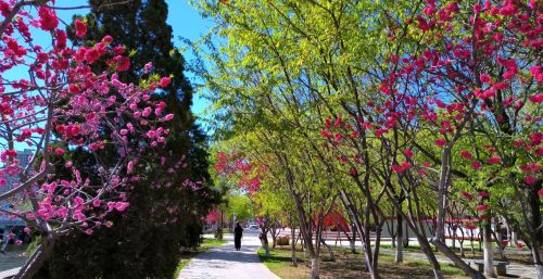 初春四月桃花堤