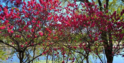 初春四月桃花堤