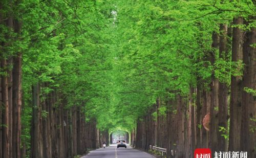 夏初  崇州有条乡间公路  换上“绿装” 成了“绿色长廊” | 图集