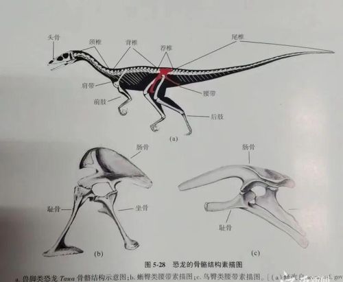 江西境内首次发现！全球罕见