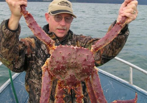 “帝王蟹”入侵挪威海域，体长超1.8米，一年能产下10000多只幼崽
