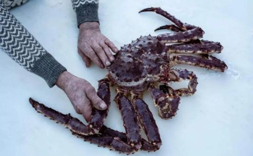 “帝王蟹”入侵挪威海域，体长超1.8米，一年能产下10000多只幼崽