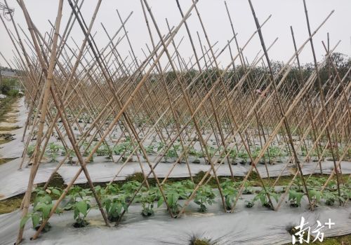 苗好七成收，省农科院专家工作站助力惠州蔬菜育苗