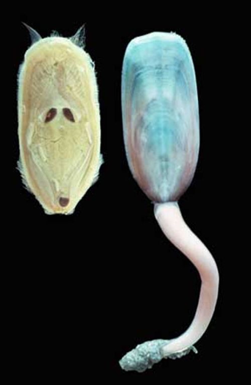 西北大学古生物团队解密5.2亿年以来“海豆芽”繁衍至今的奥秘