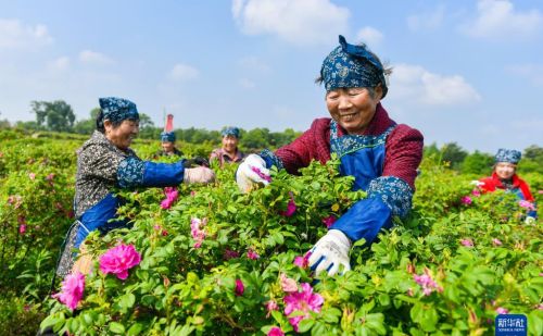 暮春时节农事忙