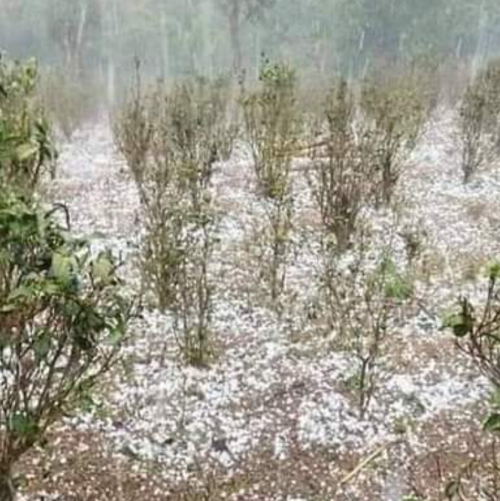 缅甸南散突降冰雹，满地铺满“白子”，大量茶树损毁