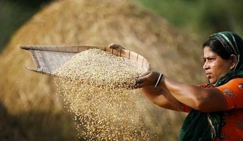 印度粮食产量不足中国一半，为何每年还要向全世界大量出口粮食？
