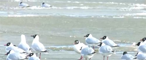 6000多只遗鸥飞抵康巴诺尔湖 为湿地增添勃勃生机