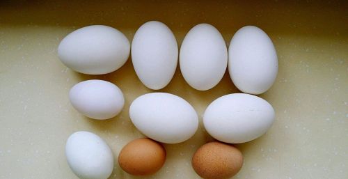 老辈人常说：孕期多吃“鹅蛋”对宝宝好，孕妇吃鹅蛋到底有哪些好处呢？