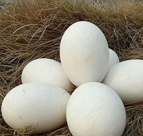 老辈人常说：孕期多吃“鹅蛋”对宝宝好，孕妇吃鹅蛋到底有哪些好处呢？