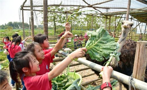 五一假期广州市民安排孩子去犇牛牧场参加劳动学习农耕