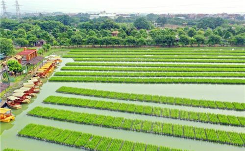 佛山渔耕粤韵文化园种植水上稻田10多亩，营造鱼稻共生生态系统