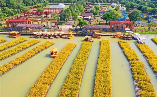 佛山渔耕粤韵文化园种植水上稻田10多亩，营造鱼稻共生生态系统