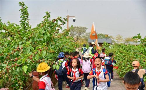 春游研学踏春摘果，佛山渔耕粤韵成了春天最热门的旅游打卡目的地