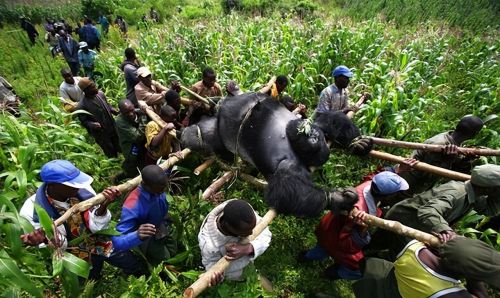 逼迫母猩猩卖淫的猎人亲友疯狂报复：7只大猩猩先后被杀|故事