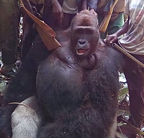 逼迫母猩猩卖淫的猎人亲友疯狂报复：7只大猩猩先后被杀|故事