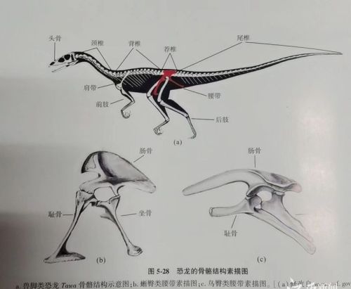 江西境内首次发现！全球罕见！巨型恐龙化石体长超过15米