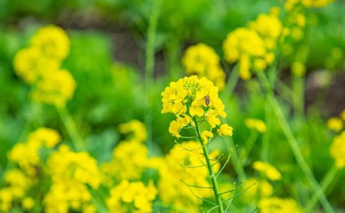 没有菜花的春天，是不完整的