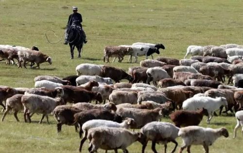 蒙古国沙尘暴肆虐中国，我们怎么办