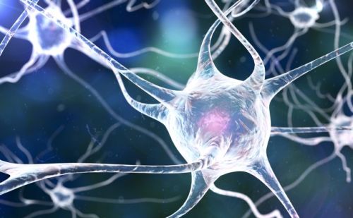 探究人类大脑神经元，1000亿个复杂的神经网络，白条数突千条突触