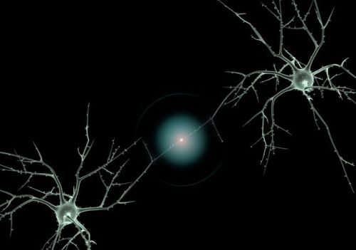 探究人类大脑神经元，1000亿个复杂的神经网络，白条数突千条突触
