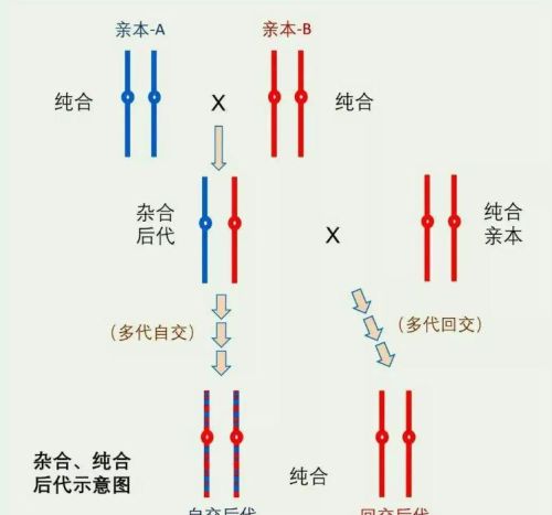 野生动物或存在回交！东岛野牛近亲繁殖350年，小岛狼群多次回交