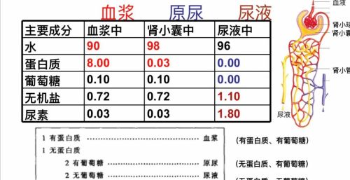 为什么不能往开水中尿尿？根据马拉高尼效应，热水会逆流而上