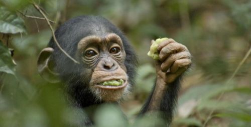 科学家发现一只猩猩基因突变，差点变成人，与人类基因只差1%