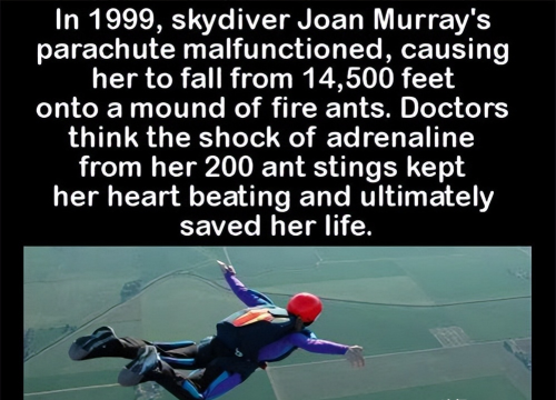 她从4400米的高空跳下，中途降落伞突然失灵，被25万只生命救回