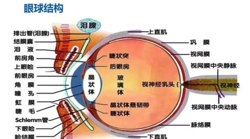 人的眼睛是“偷”来的，源自另一条生命分支！是怎么“偷”的？