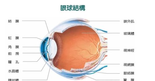 人的眼睛是“偷”来的，源自另一条生命分支！是怎么“偷”的？