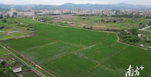 潮南仙城镇种植大户的新打算：“头雁”带头振兴，发展休闲农业