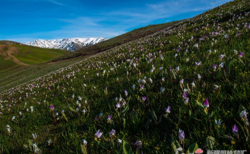 新疆新景·山花怒放 | 野生植物图鉴⑥：名俗花雅的新疆猪牙花