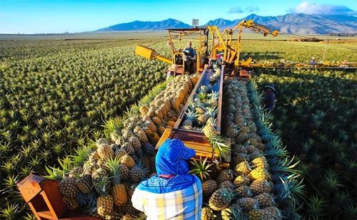 菲律宾菠萝，一年卖给中国20万吨，几乎垄断我国进口菠萝市场
