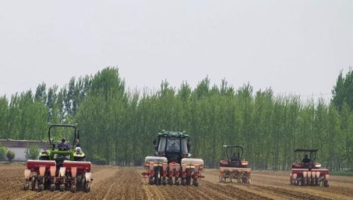 山东肥城：大豆玉米带状复合种植实现“稳粮增豆”