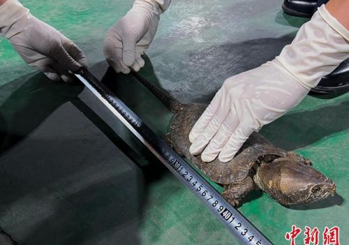 广西沿边公路现无主编织袋 竟装有68只国家二级保护动物鹰嘴龟