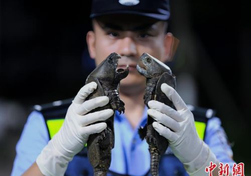 广西沿边公路现无主编织袋 竟装有68只国家二级保护动物鹰嘴龟