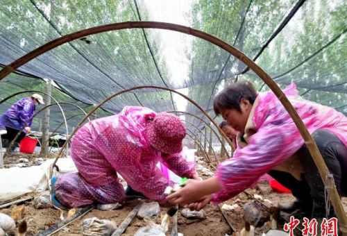 江苏徐州大沙河畔林下种植羊肚菌 “沙土窝”蝶变“致富湾”