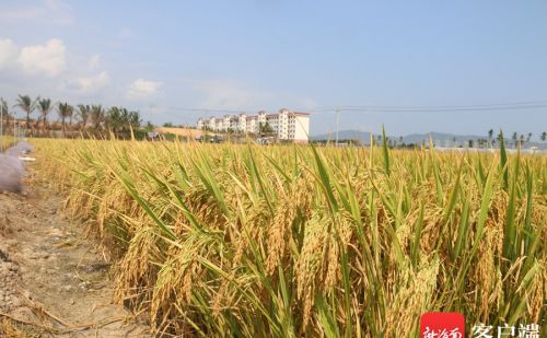 平均亩产843.6公斤！三亚“杂交水稻年亩产4000斤高产技术集成项目”首季测产