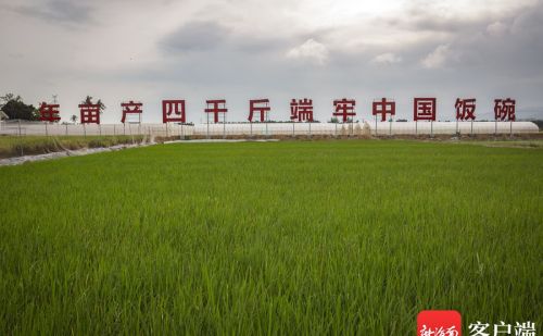 平均亩产843.6公斤！三亚“杂交水稻年亩产4000斤高产技术集成项目”首季测产