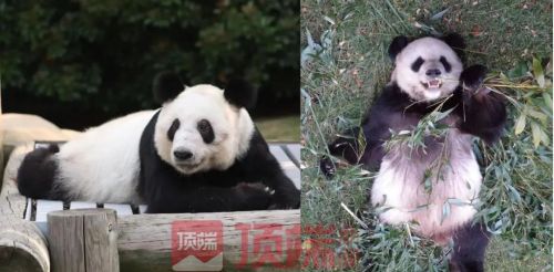 大熊猫“乐乐”死因公布